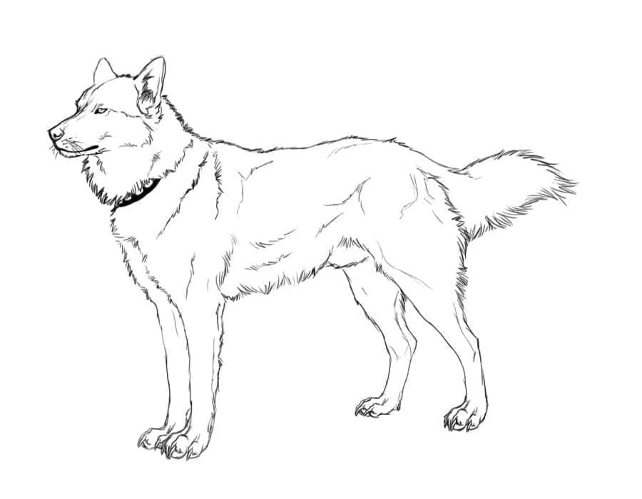 Nyomtatható Husky