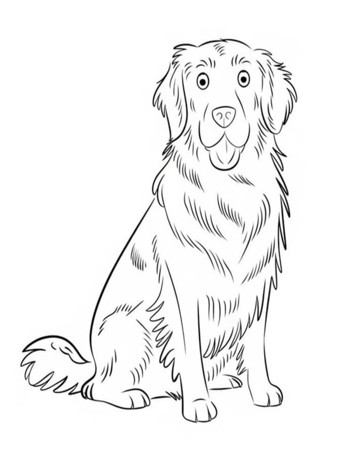 Golden Retriever nyomtatható alapvető